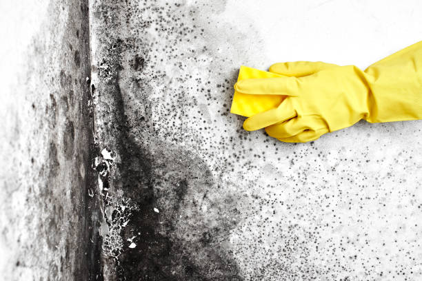 Best Professional Mold Removal  in Eatons Neck, NY
