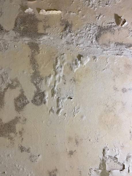 Best Local Mold Removal Service  in Eatons Neck, NY