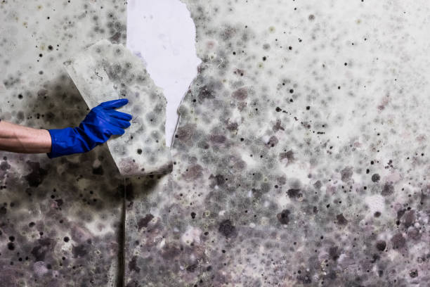 Best Home Mold Removal  in Eatons Neck, NY